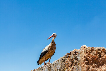 A stork on top of the ruined buildings of Badi Palace in Marrakech, Morocco, North Africa
