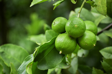 Close up of green lemons grow on the lemon tree in a garden background harvest citrus fruit