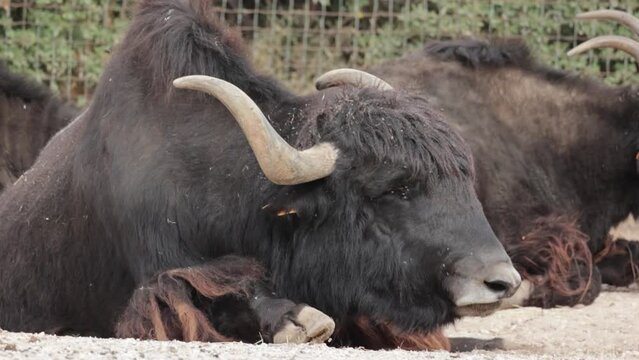 yack en gros plan couch&eacute; dans un parc