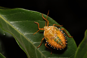  Percevejo Maria-fedida
