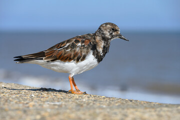 winter plumage Turnstone