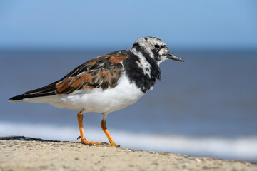 Turnstone summer plumage bird on the sea wall