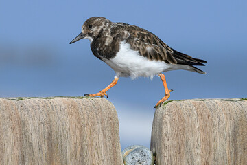 Turnstone walking over the groynes