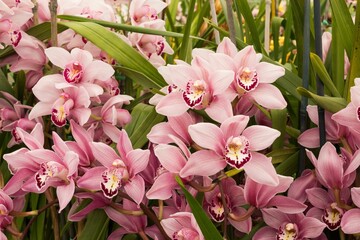 Closeup of boat orchids (Cymbidium) in a garden