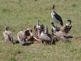 Vultures at the feast