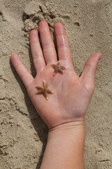 Close-up of the hand of a child holding Common Starfishes
