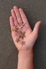 Close-up of the hand of a child holding Common Starfishes
