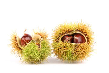 A closeup of Sweet Chestnuts isolated on a white background

