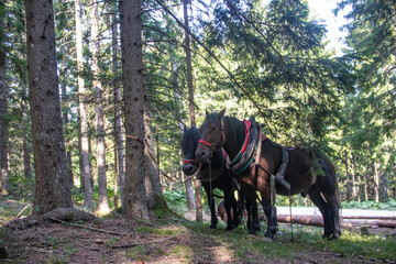 Domestic horses from farm at country side having rest after pulling freshly cut logs and timber...