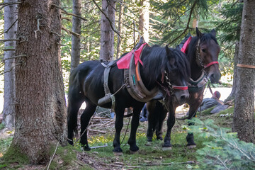 Domestic horses from farm at country side having rest after pulling freshly cut logs and timber...
