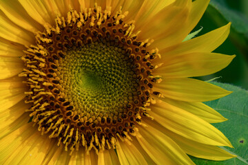 Fototapeta premium Close up of a yellow sunflower in the garden on the morning with bokeh background 
