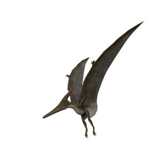 Pteranodon dinosaur. 3D illustration isolated on transparent background. © IG Digital Arts
