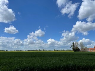 Landschaft im Oderbruch / Brandenburger mit Rapsfeld.