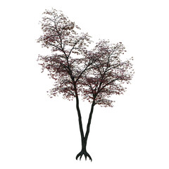 3d illustration of a Japanese maple tree.