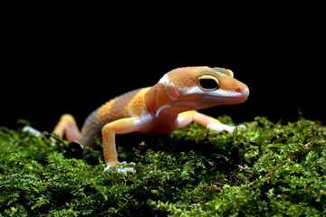 Snow Tremper Lemon Frost Gecko, Eublepharis macularius leopard gecko on the mossy wood.