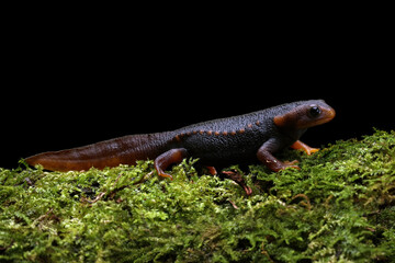 Himalayan Salamander Newt on green moss.