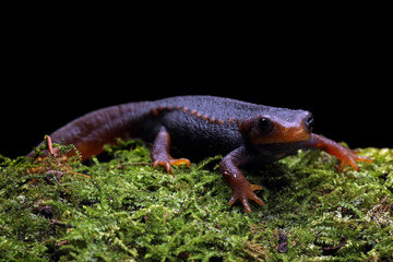 Himalayan Salamander Newt on green moss.