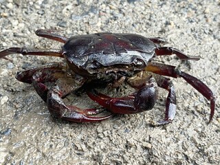 crab on the ground