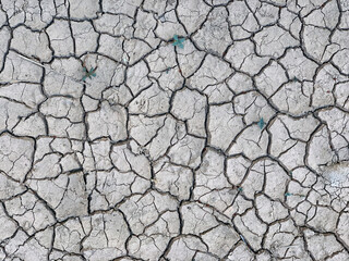 seedlings sprouting in dry cracked ground close-up