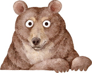 Bear animal character portrait
