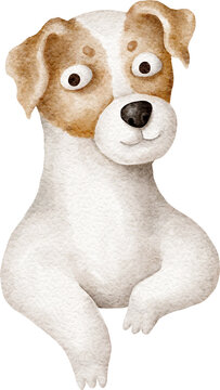 Jach russel dog portrait