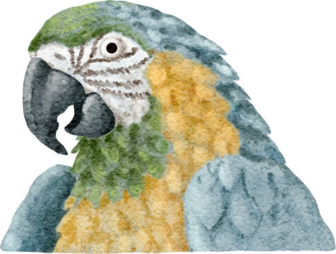 Ara parror portrait