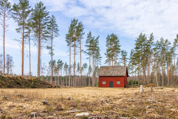 Old red shed by a clear cut in the woodland