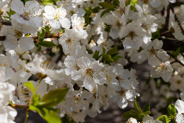 Beautiful branches of blossoming plums. Beautiful abstract spring background.