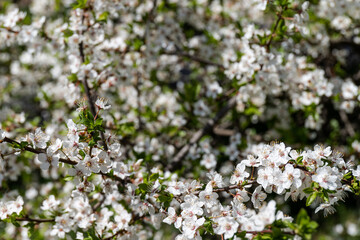 Beautiful branches of blossoming plums. Beautiful abstract spring background.