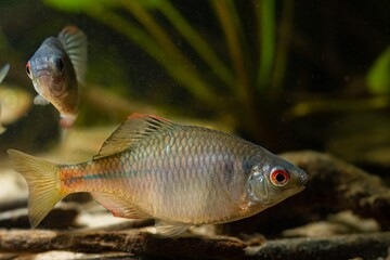 dominant male bitterling in bright spawning coloration, oak leaf litter on sand bottom, wild caught...