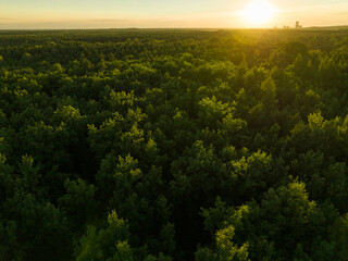 Fototapeta premium View of the forest from the drone. Concept of forest and trees from the air. Taking care of the environment.