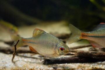 bitterling male in bright spawning coloration, driftwood litter on sand bottom, freshwater wild caught domesticated fish, highly adaptable enduring species, low light blurred background, shallow dof