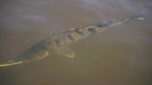 A zander swims on a leash next to the boat. Close-up