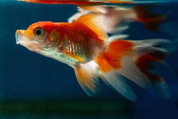curious oranda goldfish open mouth to catch food, commercial aqua trade breed of wild Carassius...