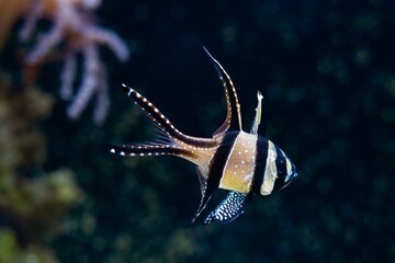Banggai cardinalfish in strong water current, healthy, active animal in nano reef marine aquarium,...