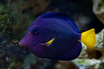 yellowtail tang juvenile fish inspect algae growth on front glass, demanding species for experienced aquarist require care, live rock stone reef marine aquarium, popular pet in LED actinic blue light
