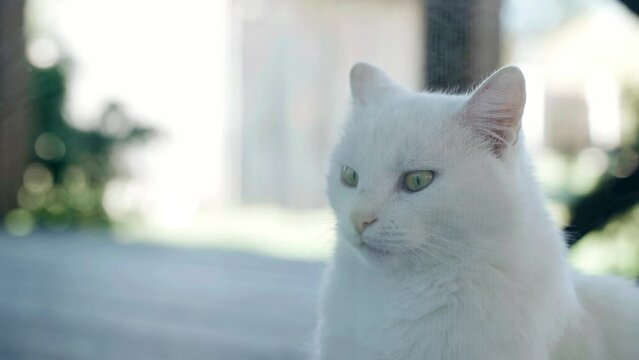 A white cat sits behind the glass and looks carefully. Portrait of a cat.