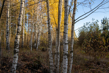 The birch grove is illuminated by the rays of the sun. Autumn picturesque landscape with yellow foliage.