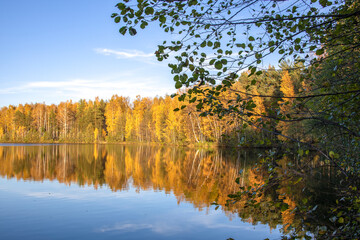 Autumn landscape with a pond. Trees with yellow foliage are reflected in the water.