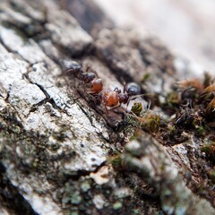 ants on a tree