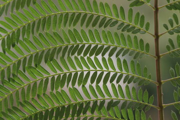 a closeup of leaves of Jacaranda mimosifolia that is a sub-tropical tree native to south-central South America
