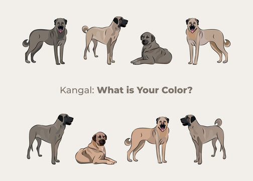 Kangal Shepherd colors. Cute kangal dogs characters in various poses, design for print, adorable and cute cartoon vector set, in different poses. All popular colors. Dog Drawing collection set.