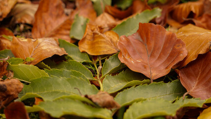 Golden autumn, warm colors and beautiful leaves. green, yellow and red leaves