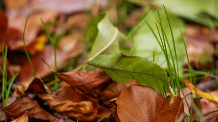 Golden autumn, warm colors and beautiful leaves. green, yellow and red leaves