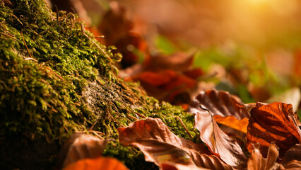 Beautiful, green forest moss. Gold autumn