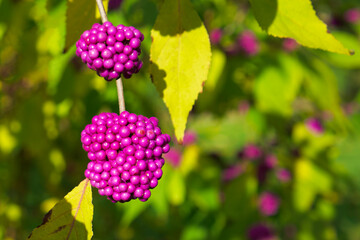 bright pink berries of Callicarpa (beautyberry) on the shrub branch on a sunny autumn day