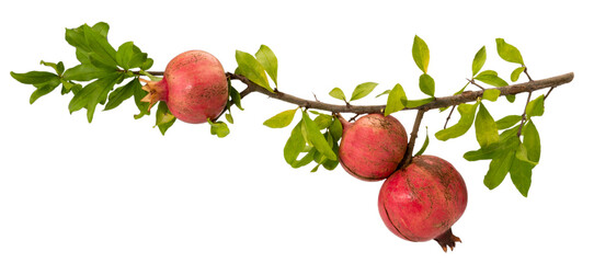Pomegranate branch with three ripe fruits and leaves isolated on white, clipping path, copy space © framarzo