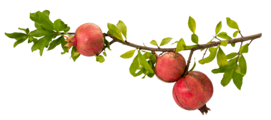 Pomegranate branch with three ripe fruits and leaves isolated on white, clipping path, copy space