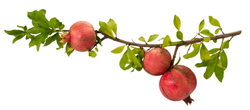Pomegranate branch with three ripe fruits and leaves isolated on white, clipping path, copy space