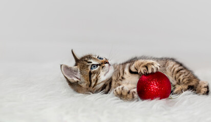 Naklejka na ściany i meble Cute striped kitten is playing with a red Christmas ball.